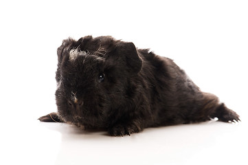 Image showing baby guinea pig 