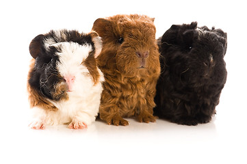 Image showing baby guinea pigs