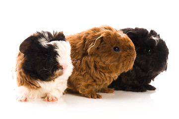 Image showing baby guinea pigs