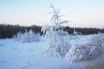 Image showing trees covered with winter snow
