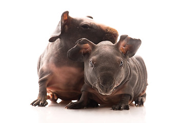 Image showing skinny guinea pigs