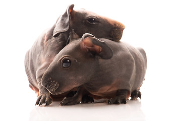 Image showing skinny guinea pigs