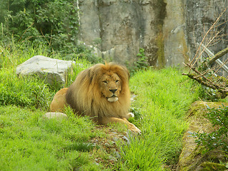 Image showing A lion in the zoo