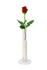 Image showing Single rose in simple glass vase filled with beads