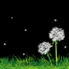 Image showing Dandelions and grass in the night