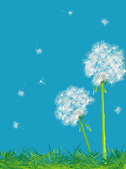 Image showing Dandelions and grass