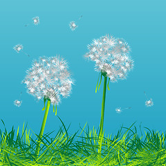 Image showing Dandelions