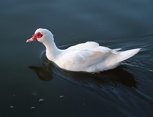 Image showing duck