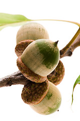 Image showing Acorns isolated on white 