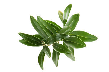 Image showing Olive branch isolated on the white