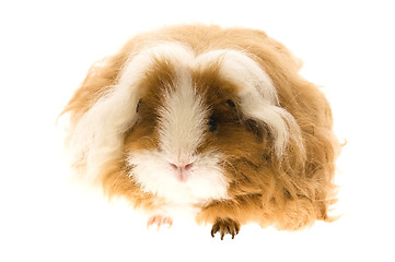 Image showing guinea pig isolated on the white background