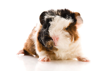 Image showing baby guinea pig