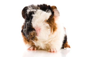 Image showing baby guinea pig