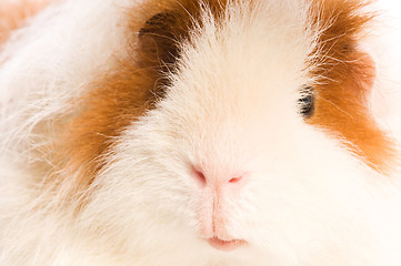 Image showing guinea pig