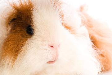 Image showing guinea pig