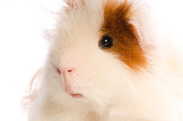 Image showing guinea pig