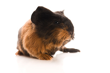 Image showing baby guinea pig