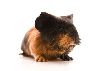 Image showing baby guinea pig