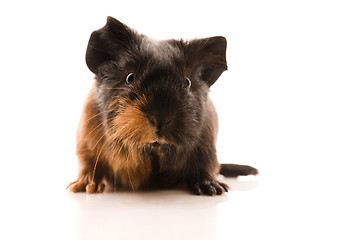 Image showing baby guinea pig