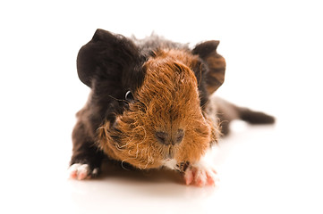 Image showing baby guinea pig