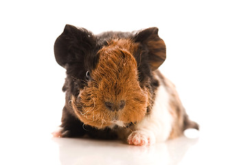 Image showing baby guinea pig