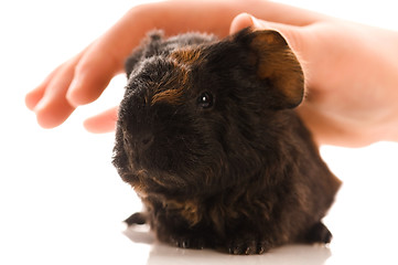 Image showing baby guinea pig