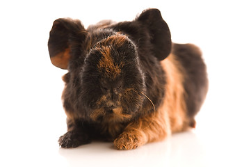 Image showing baby guinea pig