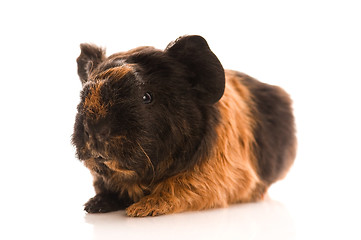 Image showing baby guinea pig