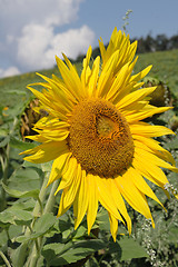 Image showing sunflower