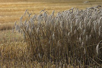 Image showing golden corn 