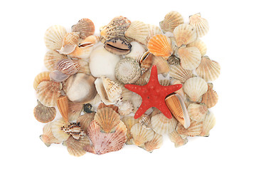 Image showing sea shells background