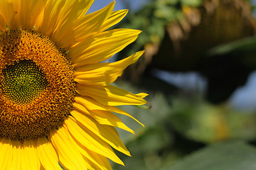 Image showing sunflower