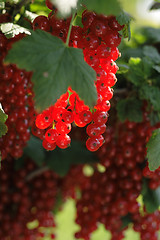 Image showing red currant