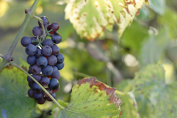 Image showing red grapes 