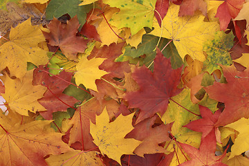 Image showing color autumn leaves 