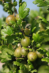 Image showing gooseberries