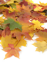 Image showing color autumn leaves 