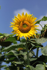 Image showing sunflower