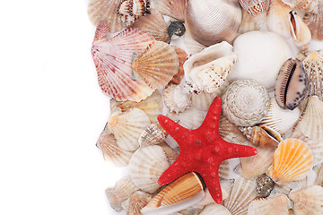 Image showing sea shells background