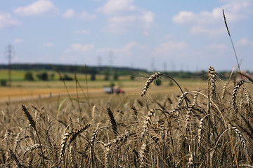 Image showing golden corn and open country