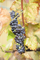 Image showing red grapes in the autumn