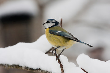 Image showing blue tit