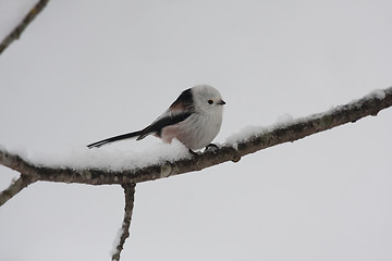 Image showing longtailed tit