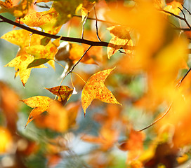 Image showing autumn leaves close up background