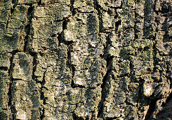 Image showing Tree bark texture