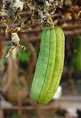 Image showing Fresh green sponge gourd