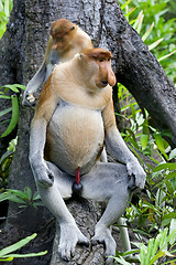 Image showing Proboscis monkey