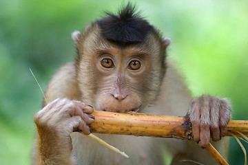 Image showing Macaque monkey