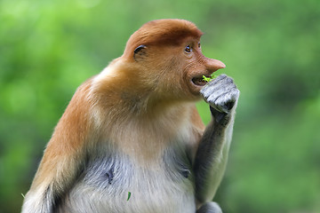 Image showing Proboscis monkey