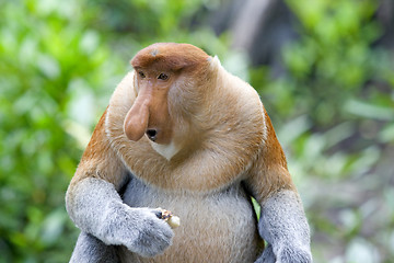 Image showing Proboscis monkey